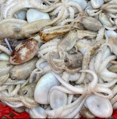 Bạch tuộc tươi ngon, chất lượng Size 3-4 con/kg