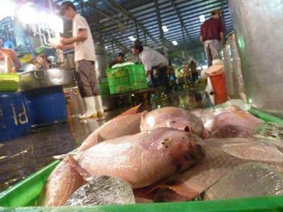 Cá Diêu Hồng Tươi Ngon Giá Tốt Tại Chợ Đầu Mối Bình Điền