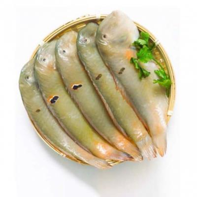 Cá mó tươi (cá lưỡi mèo) 8-10 con/kg