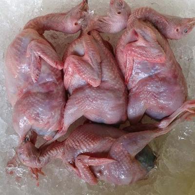 Chim Cút Làm Sạch Tươi Ngon - VIFOODS Phân Phối Sỉ Lẻ 