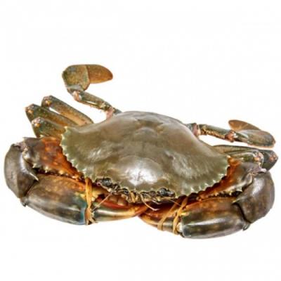 Cua Gạch Cà Mau Size 300 - 400g