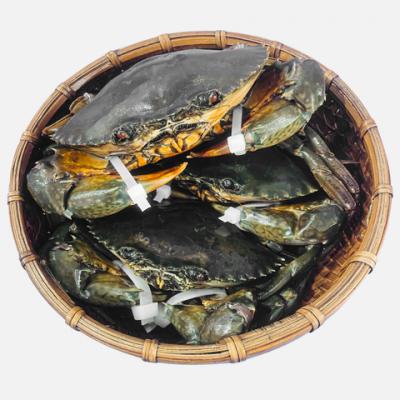 Cua Thịt Cà Mau Y3 – Tươi Sống, Thịt Chắc (~3 Con/Kg)