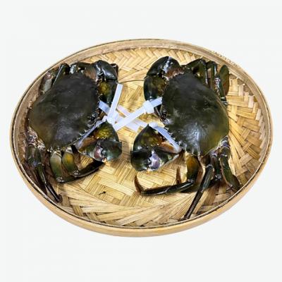 Cua Thịt Cà Mau Y4 – Tươi Sống, Thịt Chắc