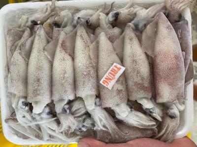 Mực trứng đông lạnh loại 1 Size 8-10 con/kg