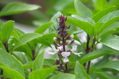 Rau húng quế - húng chó