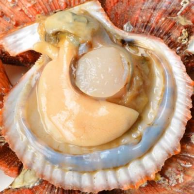 Sò điệp (sò quạt) nửa vỏ đông lạnh tuyển chọn 15-20 con/kg