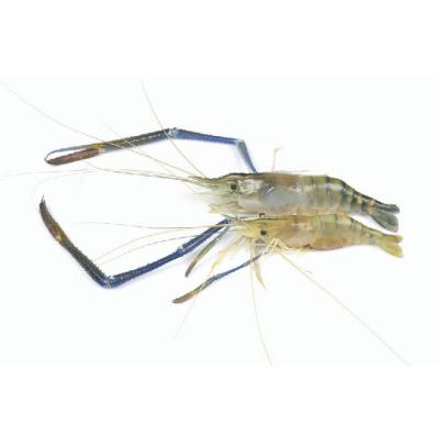 Tôm càng xanh (tôm lóng) thiên nhiên sống Size 6-8 con/kg