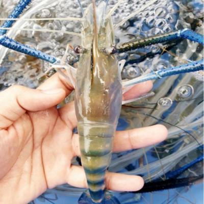 Tôm càng xanh (tôm lóng) thiên nhiên tươi sống 10-15 con/kg