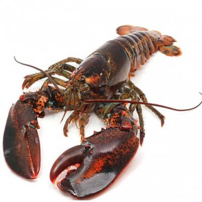 Tôm Hùm Alaska Nhỏ