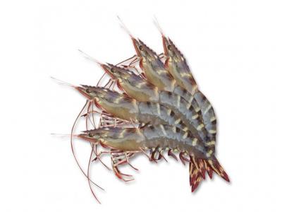 Tôm sú sống nuôi an toàn giá tốt Size 50-60 con/kg