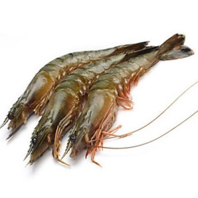 Tôm sú sống Size 60-70 con/kg