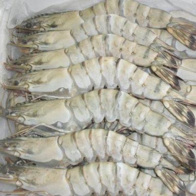 Tôm sú thiên nhiên đông lạnh giá tốt . 10-15 con/kg